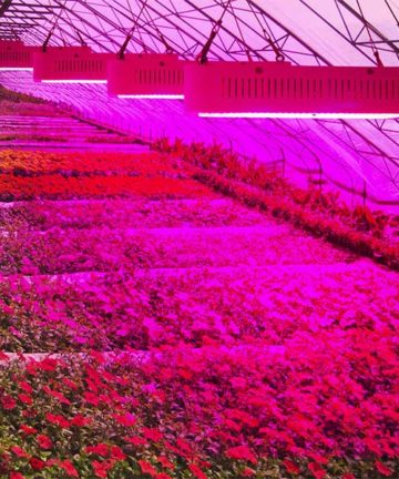 100 Watt LED Light